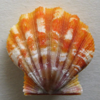 Bractechlamys langfordi  (Dall, Bartsch & Rehder, 1938)   Sunrise Shell (Mušle východu slunce)